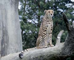 Hodné kočky (gepard)