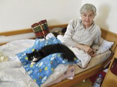 Norská lesní kočka v zooterapii - nyní i v České republice