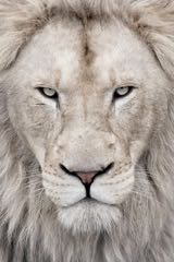 Do Afriky za bílými lvy
