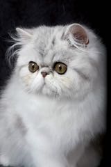 Zbarvení perských koček