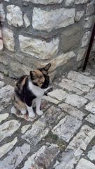 Albánské kočky