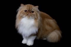 Perská kočka, elegantní labutěnka
