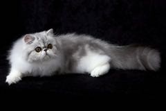 Perská kočka, elegantní labutěnka