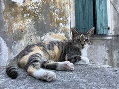 Za kočičkami do jedné malé balkánské země 