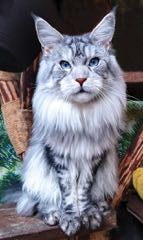 Mainská mývalí kočka s modrýma očima