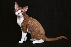 Kočičí beránek – cornish rex 