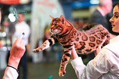 Světová výstava koček 2025 Bukurešť