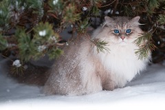 Něvská maškaráda