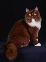 Nové plemeno cherubín