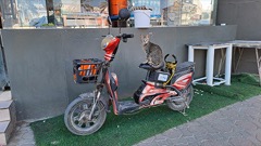 Kočky v Ománu? Všude!